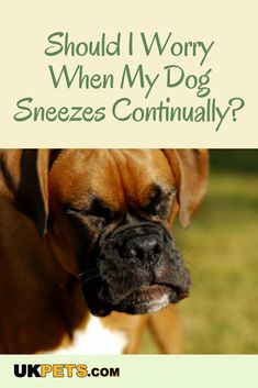 a large brown dog standing on top of a grass covered field with the words should i worry when my dog sneezes