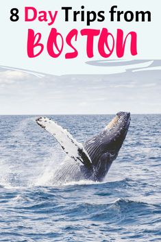 a whale jumping out of the water with text overlay that reads 8 day trips from boston