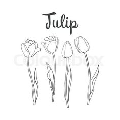 tulips on a white background with the word tulip written in black ink