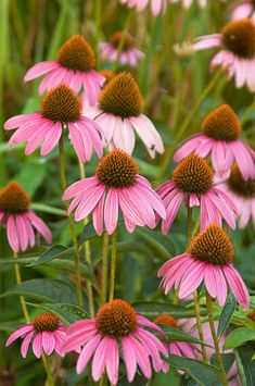 pink flowers with brown centers in a field