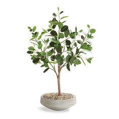 a potted plant with green leaves in it