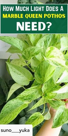 a person holding a plant with the words how much light does a marble queen pothos need?