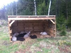 some animals are laying in the hay under a wooden shelter with grass and trees behind them