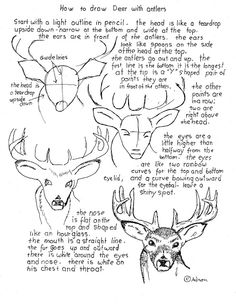 some deer's head and antlers are shown in this handwritten drawing, which includes