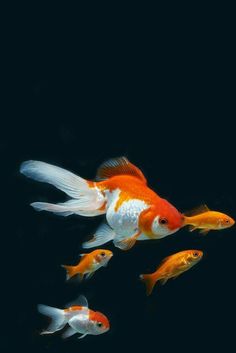 four goldfish swimming in the dark water with their tails curled back and feet up