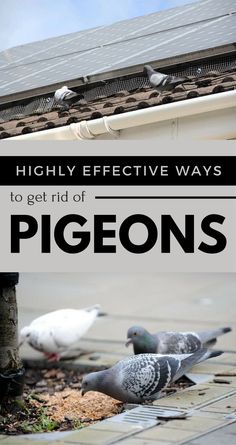 pigeons on the ground with text overlay that reads highly effective ways to get rid of pigeons