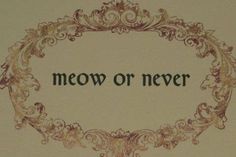 the words meow or never written in an ornate frame