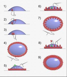 the diagram shows how many different structures are present in this image, including an egg