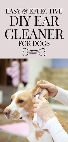 a woman grooming her dog's ears with the words easy and effective diy ear cleaner for dogs