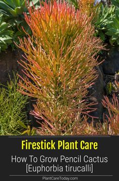 a plant with red and yellow flowers in the foreground text reads, firestick plant care how to grow pencil cactus euphora trocallis