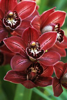 some red flowers with black spots on them