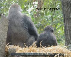 two gorillas sitting on top of a pile of hay next to each other in front of trees