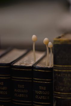 three books are lined up with tiny white mushrooms sticking out of the top of them