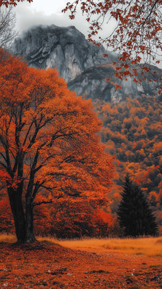 an orange tree in the foreground with mountains in the background