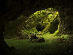 a cave filled with lots of green plants and rocks