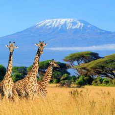 three giraffes are standing in tall grass with a mountain in the background