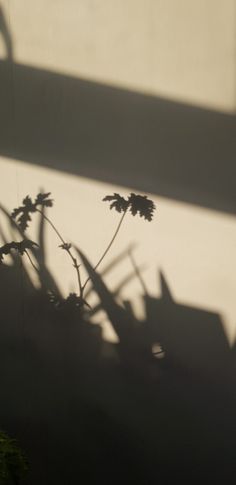 the shadow of a plant on a wall