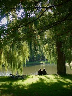 two people sitting under a tree near the water