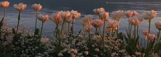 pink tulips are blooming in front of the water