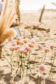 some pink flowers are sitting in the sand