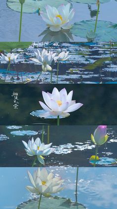 four different pictures of water lilies and lily pads in various stages of blooming