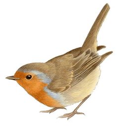 a small bird standing on top of a white surface