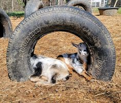 a goat laying in the middle of an old tire