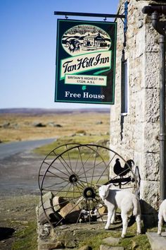 there is a sign that says farm hill inn and two white sheep standing in front of it