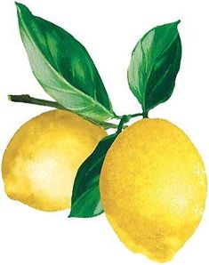 two yellow lemons with green leaves on a white background, watercolor drawing or ink