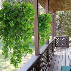 the porch is covered with wood and has green plants hanging from it's posts