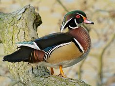 a wood duck sitting on top of a tree branch