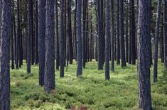 a forest filled with lots of trees and green grass on the ground next to tall pine trees