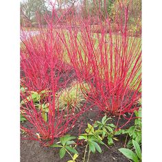 some red plants are growing in the dirt