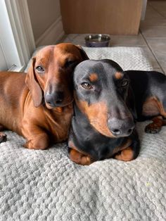 two dachshunds laying on the floor next to each other