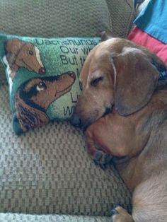 a brown dog laying on top of a couch next to a pillow with a dachshund design