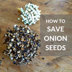 three different types of seeds on a wooden table with the words how to save onion seeds