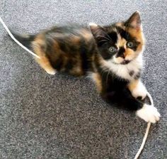 a small kitten sitting on the floor playing with a white cord and looking at the camera