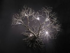 a bare tree with some lights in the branches on it's head and roots