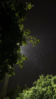 the night sky is lit up with stars and trees in the foreground, as seen from below