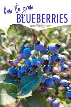 blueberries growing on a tree with the words how to grow blueberries