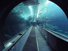 an underwater tunnel with fish swimming in it