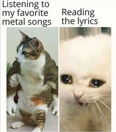 two pictures with cats and one has the caption reading listening to my favorite metal songs reading the lyrics