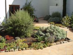 a garden area with various plants and rocks on the ground, including succulents