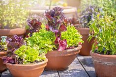 many potted plants are sitting on the table