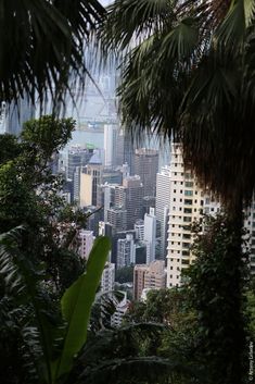 the city is surrounded by tall buildings and palm trees, as well as some green foliage