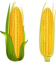 two ears of corn with green leaves on the side and one ear is half eaten