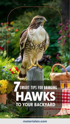 Hawk perched on a glove in a backyard garden, with the text "7 Smart Tips for Bringing Hawks to Your Backyard". Backyard Birds Sanctuary, Tea Garden