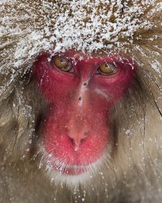 a snow covered monkey looks at the camera while it's covering its face with white powder