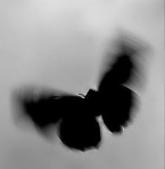 black and white photograph of a butterfly flying in the air