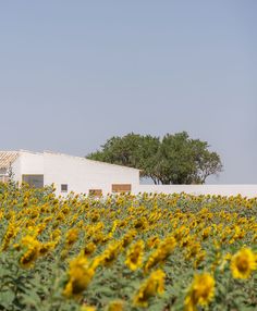 the sunflowers are blooming in front of an old white building and tree